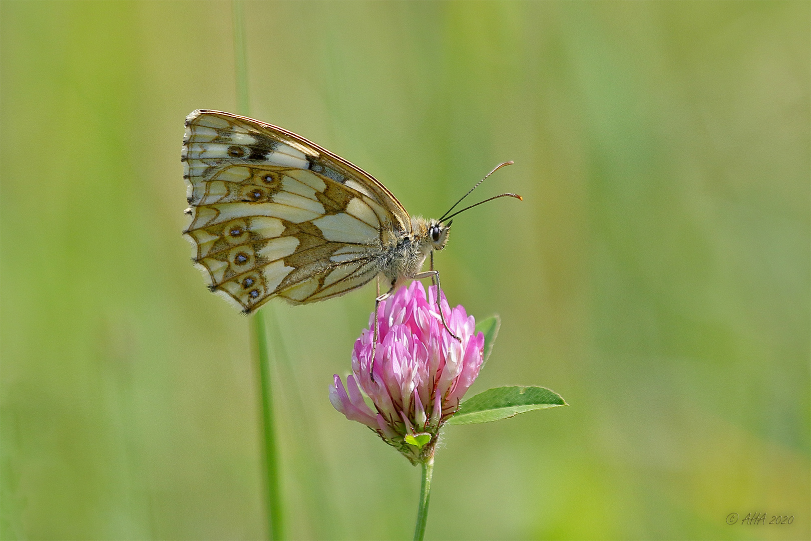 Schachbrett (Melanargia galathea) 