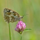 Schachbrett (Melanargia galathea) 