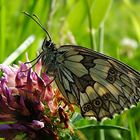 Schachbrett (Melanargia galathea)