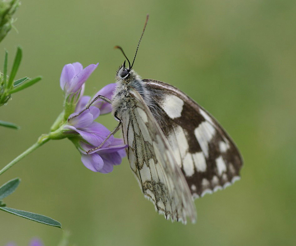 Schachbrett - Melanargia galathea