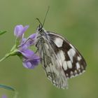 Schachbrett - Melanargia galathea