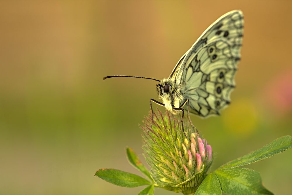 Schachbrett (Melanargia galathea)