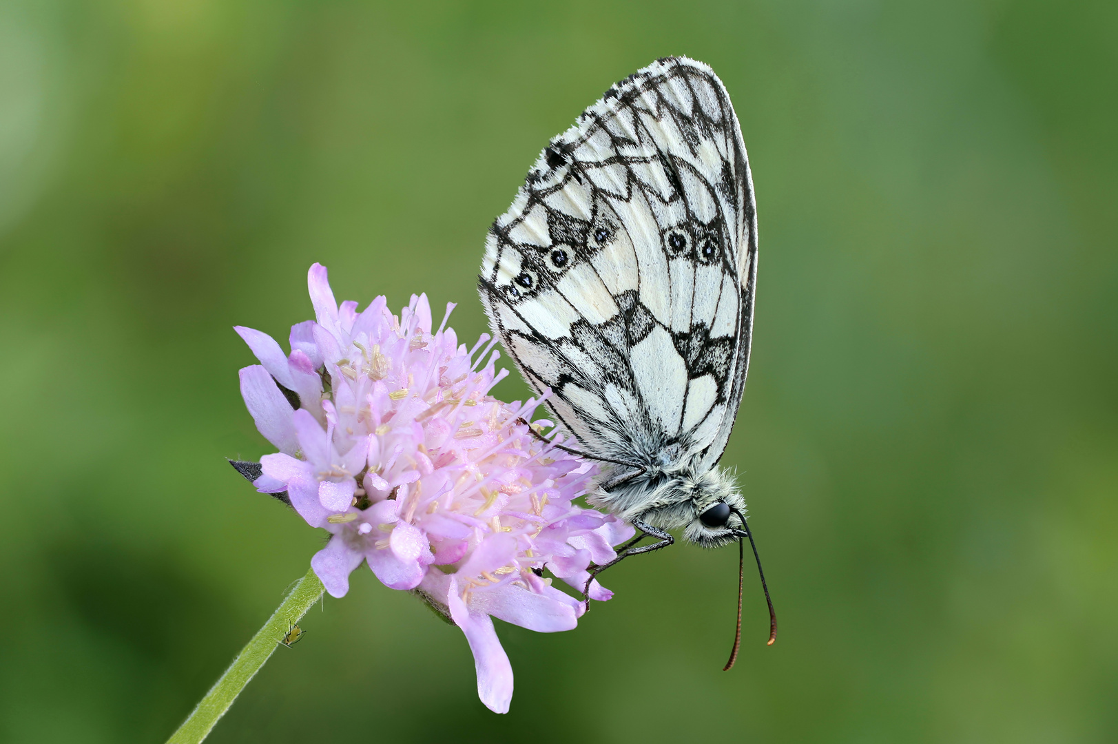 Schachbrett (Melanargia galathea)