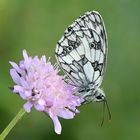 Schachbrett (Melanargia galathea)