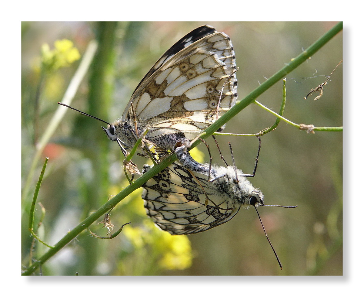 Schachbrett (Melanargia galathea) / Paarung