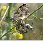 Schachbrett (Melanargia galathea) / Paarung