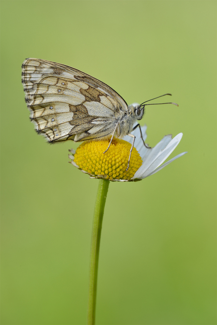 Schachbrett (Melanargia galathea), weiblich