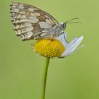 Schachbrett (Melanargia galathea), weiblich