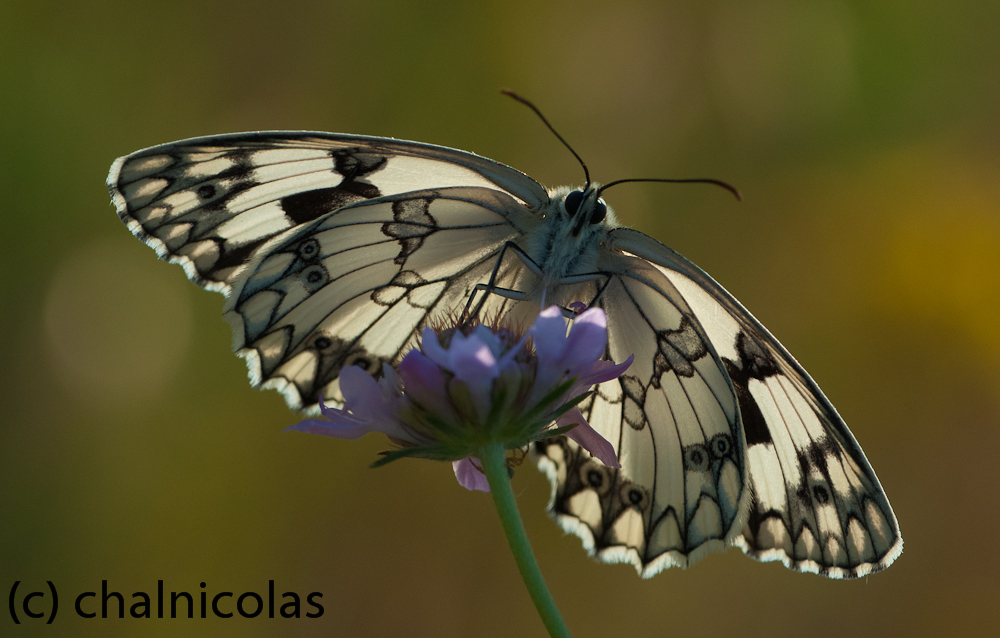 Schachbrett (Melanargia lachesis)