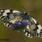 Schachbrett (Melanargia lachesis)