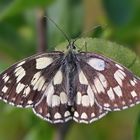 Schachbrett mit geöffneten Flügeln