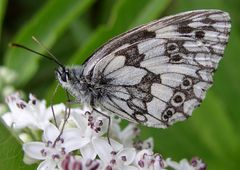 Schachbrett mit geschlossenen Flügeln