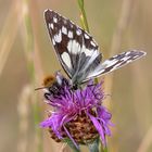 Schachbrett mit Hummel an Distelblüte