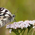 Schachbrett, oder auch Damenbrett (Melanargia galathea) 