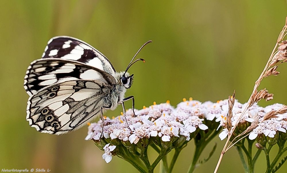 Schachbrett, oder auch Damenbrett (Melanargia galathea) 