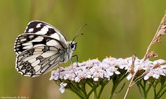 Schachbrett, oder auch Damenbrett (Melanargia galathea) 