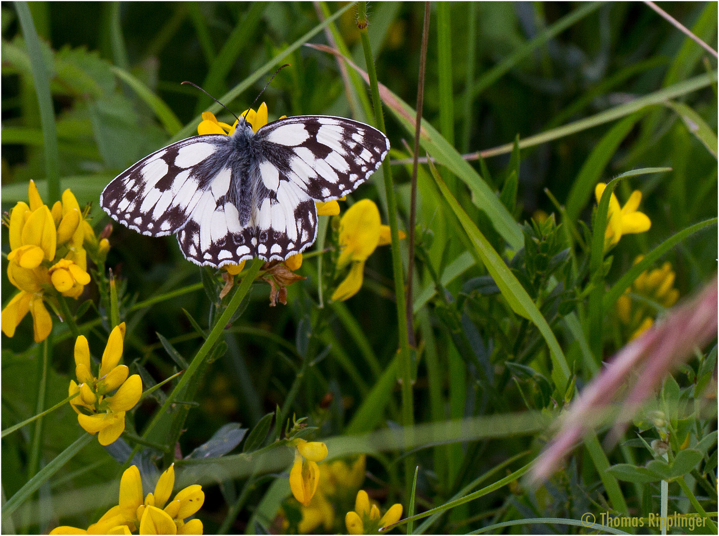 Schachbrett, oder auch Damenbrett (Melanargia galathea)