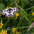 Schachbrett, oder auch Damenbrett (Melanargia galathea)