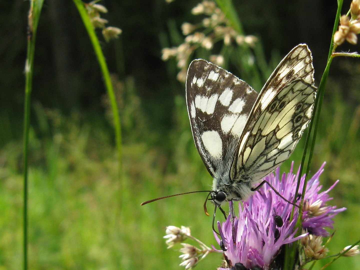 Schachbrett, oder auch Damenbrett (Melanargia galathea)