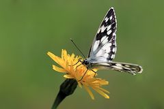 Schachbrett, oder auch Damenbrett (Melanargia galathea)