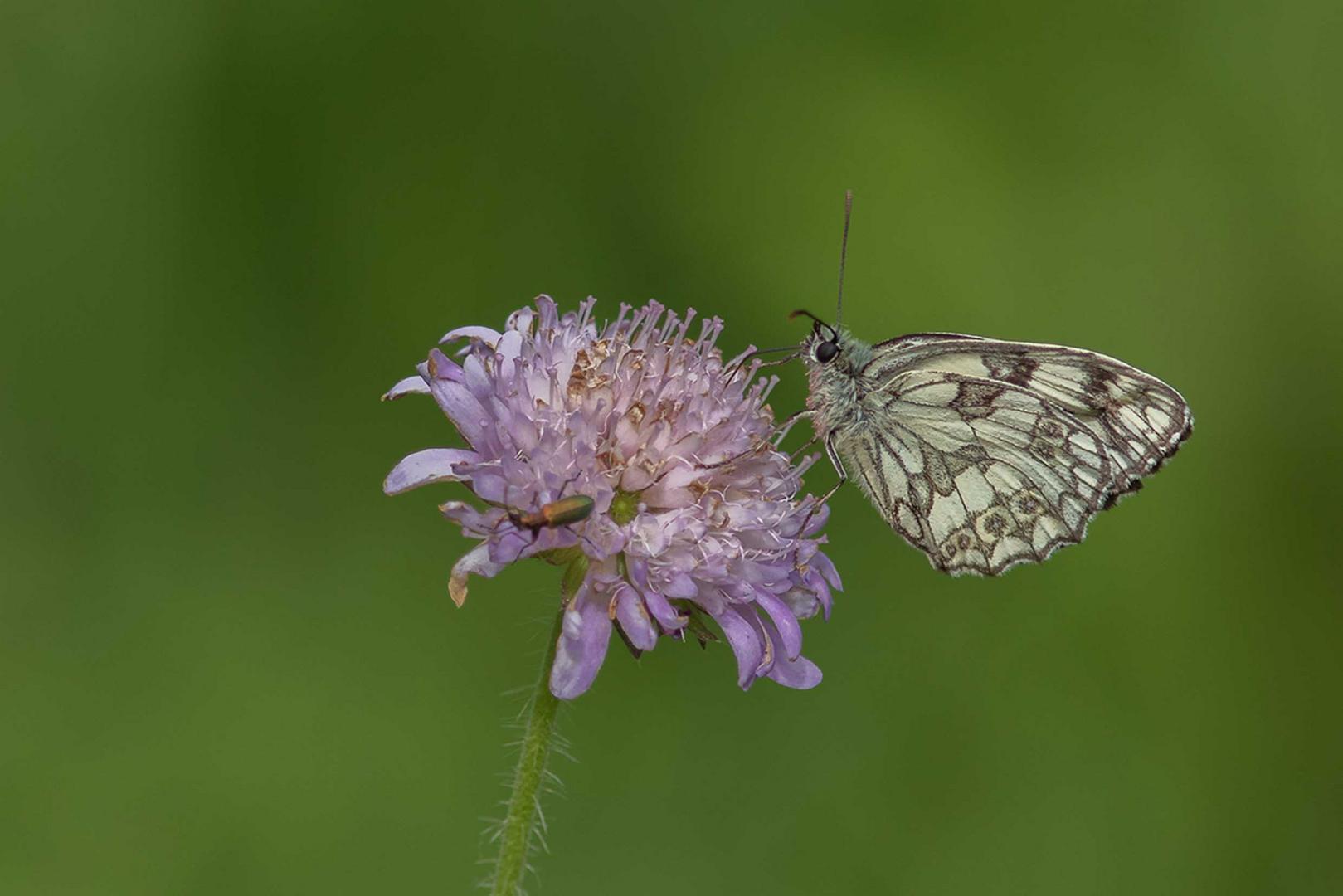 Schachbrett oder auch Damenbrett (Melanargia galathea)