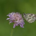 Schachbrett oder auch Damenbrett (Melanargia galathea)