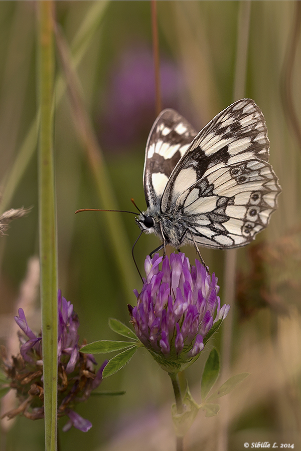 Schachbrett, oder auch Damenbrett (Melanargia galathea)