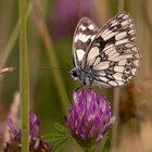 Schachbrett, oder auch Damenbrett (Melanargia galathea)