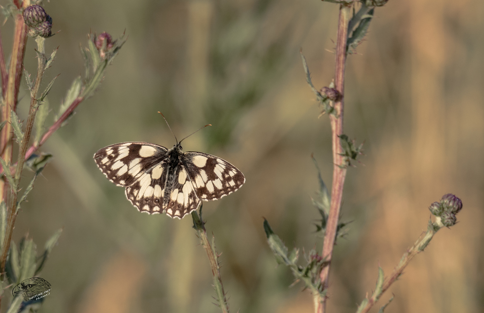 Schachbrett, oder auch Damenbrett (Melanargia galathea)