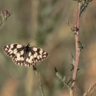 Schachbrett, oder auch Damenbrett (Melanargia galathea)