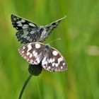 Schachbrett oder auch Damenbrett (Melanargia galathea)