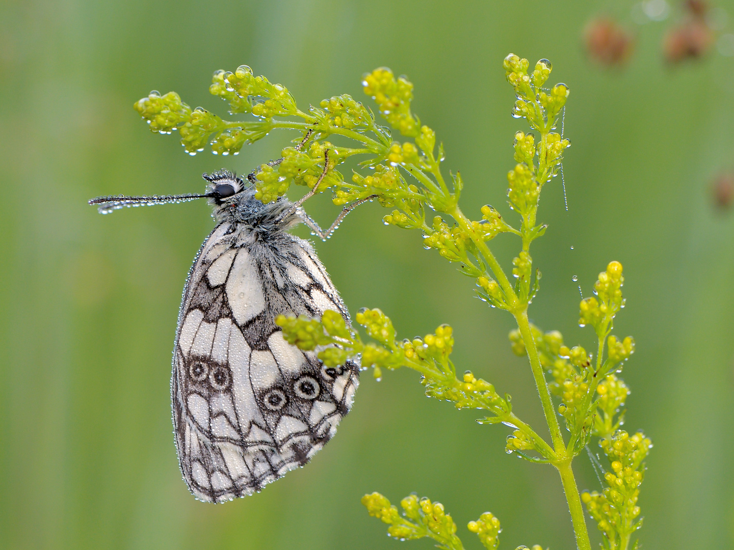 Schachbrett oder auch Damenbrett (Melanargia galathea)