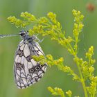 Schachbrett oder auch Damenbrett (Melanargia galathea)