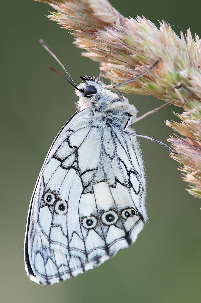 Schachbrett, oder auch Damenbrett (Melanargia galathea)