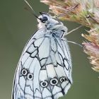 Schachbrett, oder auch Damenbrett (Melanargia galathea)