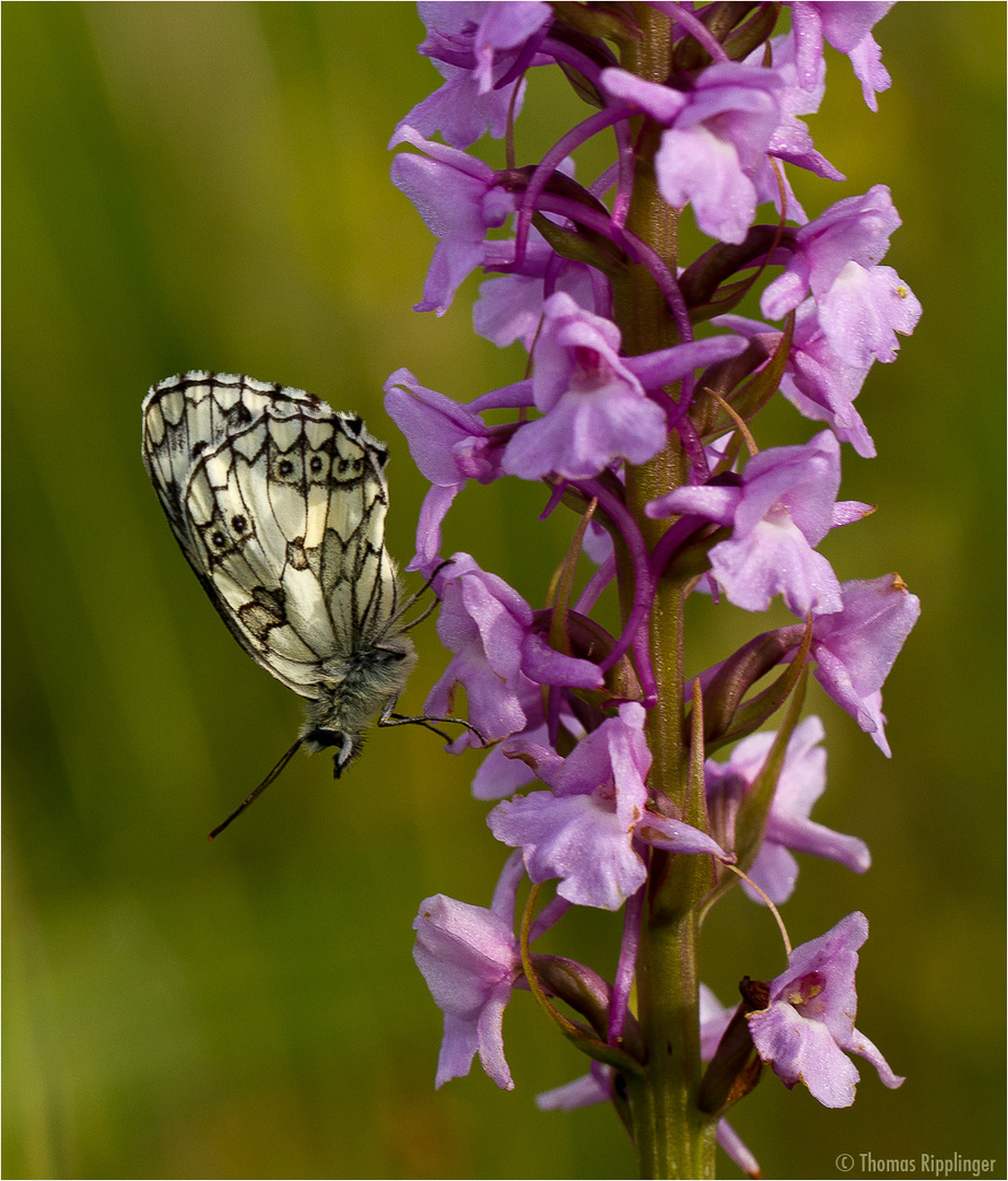 Schachbrett, oder auch Damenbrett (Melanargia galathea)