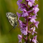 Schachbrett, oder auch Damenbrett (Melanargia galathea)