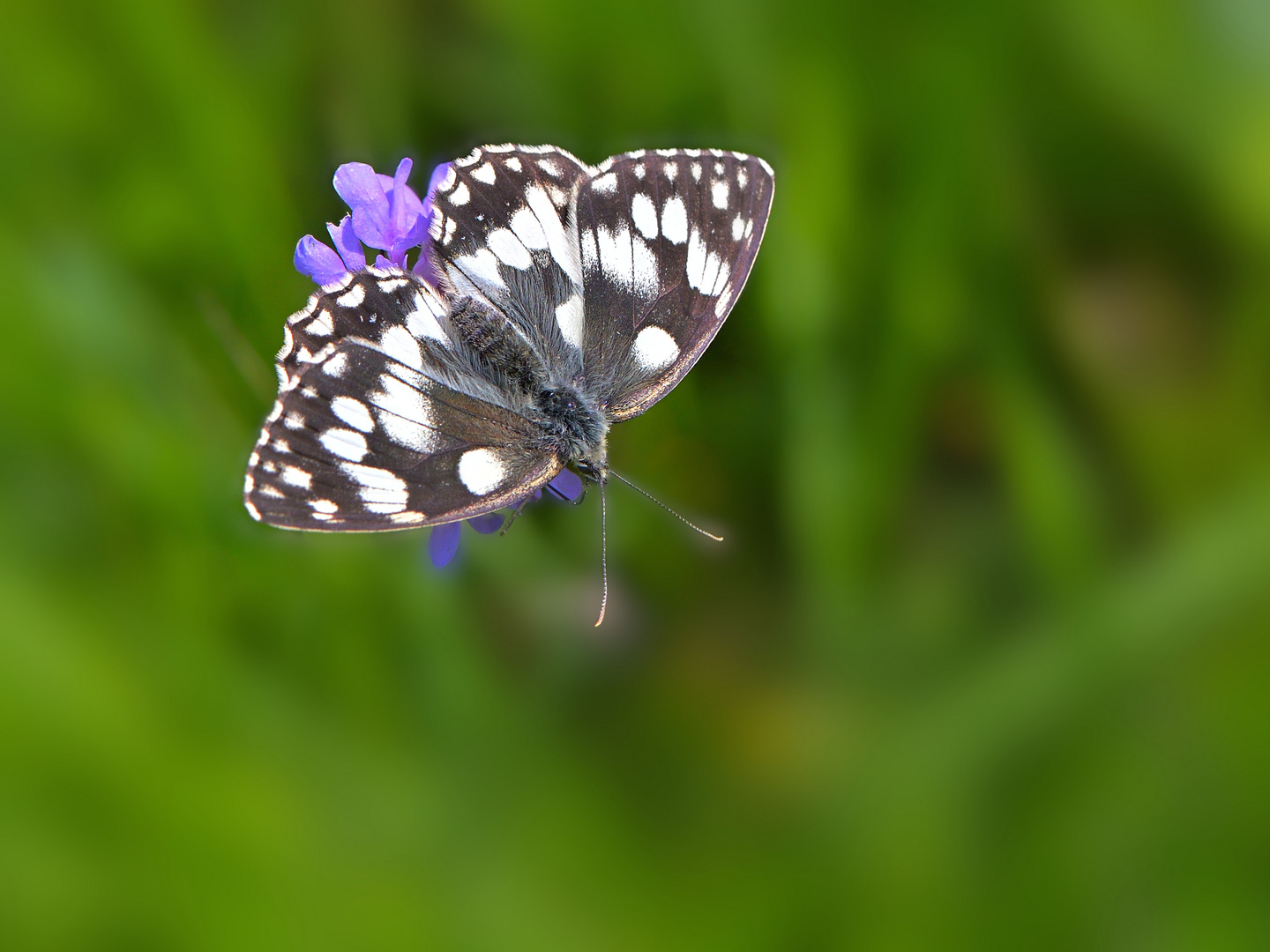 Schachbrett oder auch Damenbrett (Melanargia galathea)