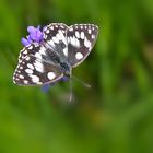 Schachbrett oder auch Damenbrett (Melanargia galathea)