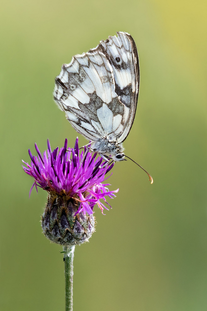 Schachbrett, oder auch Damenbrett (Melanargia galathea), männlich