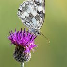 Schachbrett, oder auch Damenbrett (Melanargia galathea), männlich