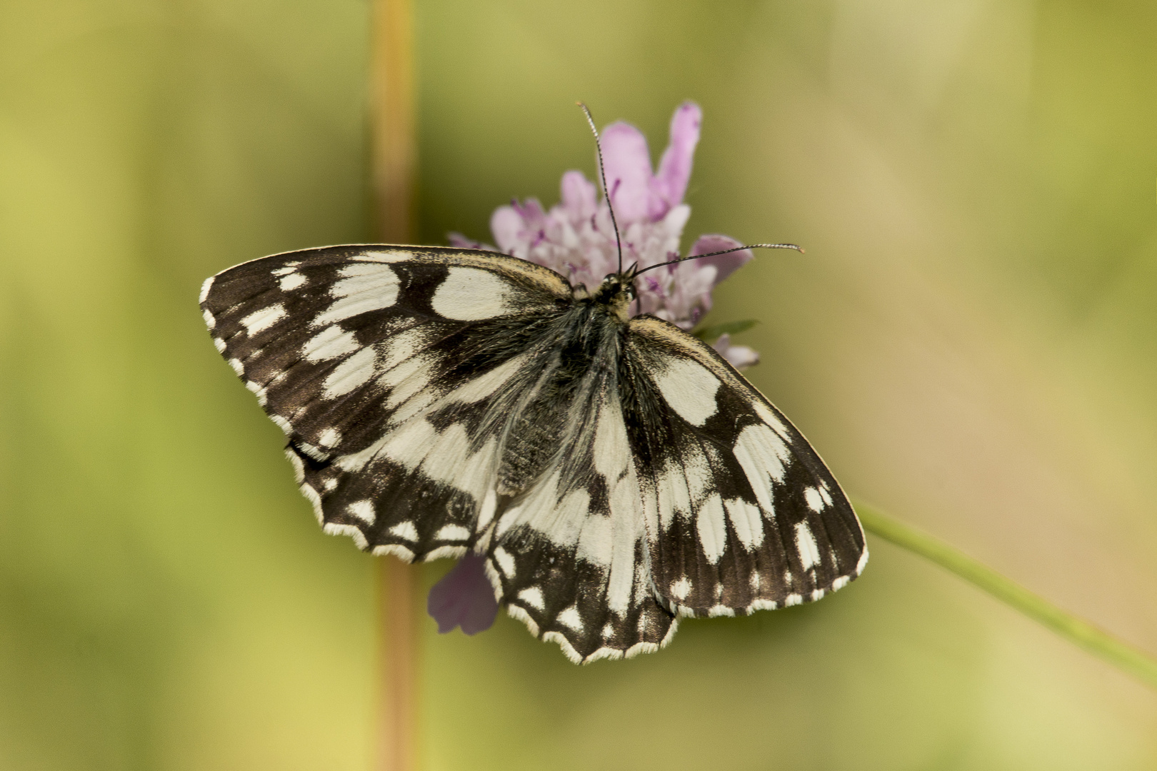 Schachbrett oder auch Damenbrett, Provence 14.06.2018