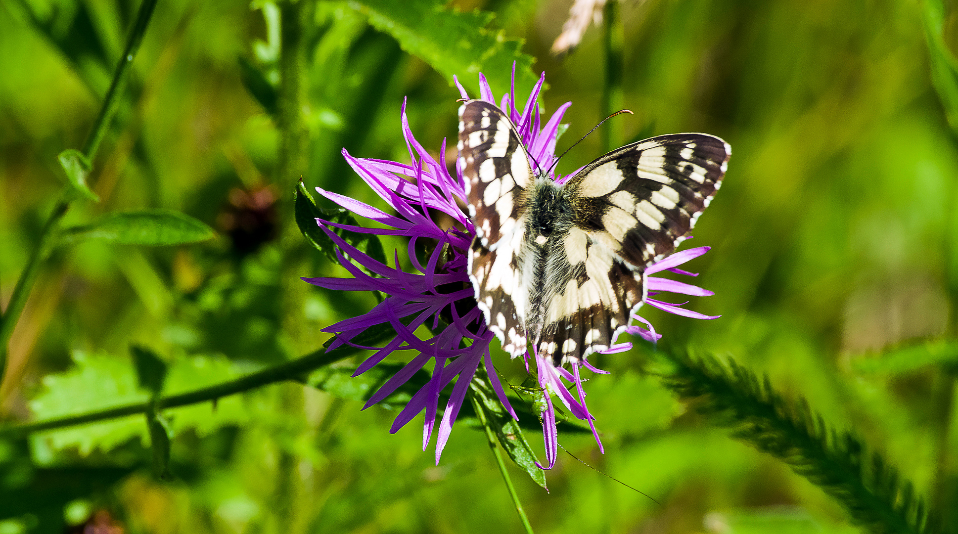 Schachbrett oder Damenbrettfalter auf Flockenblume