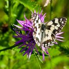 Schachbrett oder Damenbrettfalter auf Flockenblume