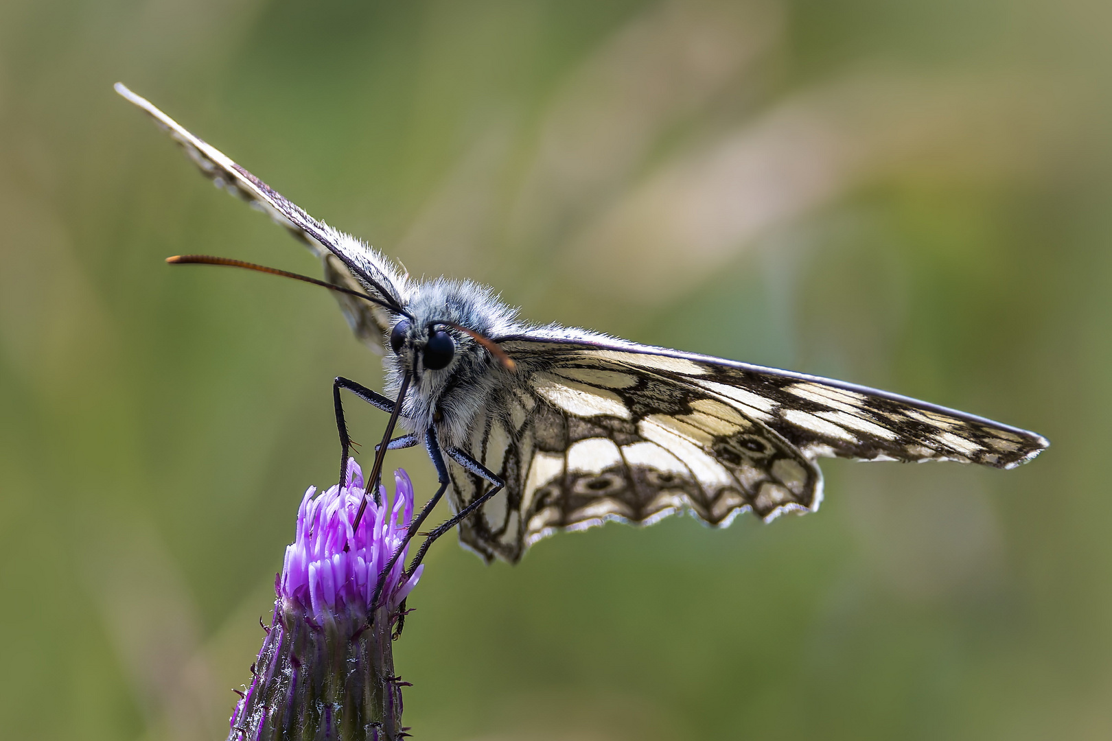 Schachbrett (Schmetterling)