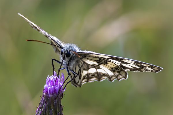 Schachbrett (Schmetterling)