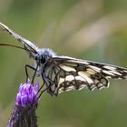 Schachbrett (Schmetterling)