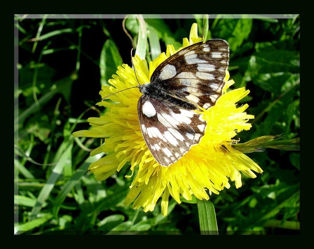 Schachbrett Schmetterling