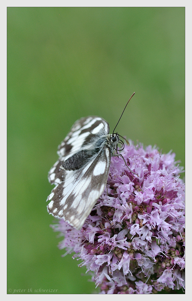 Schachbrett-Schmetterling