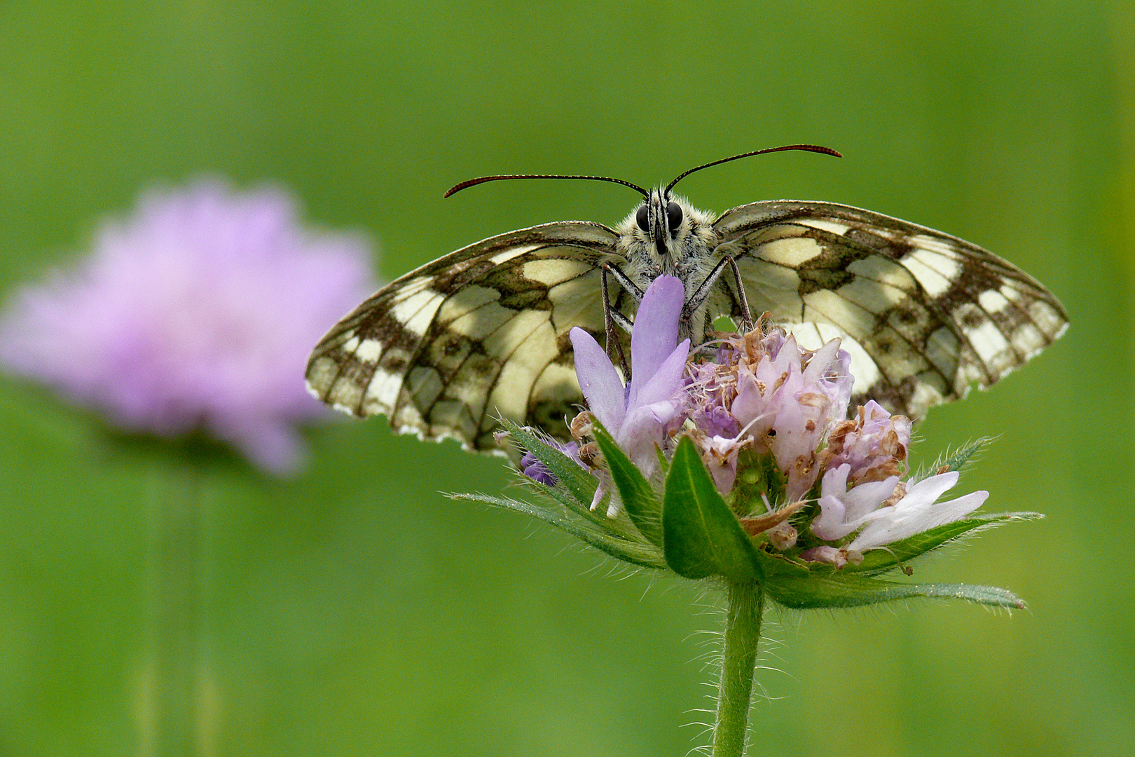 Schachbrett-Schmetterling